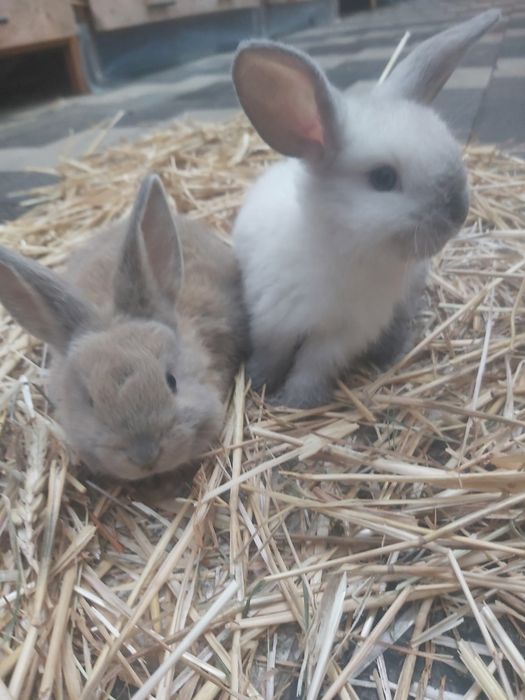 Продаются кролики крольчата куен болалари