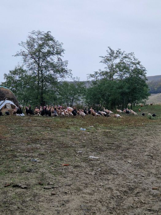 Vand curci și curcani