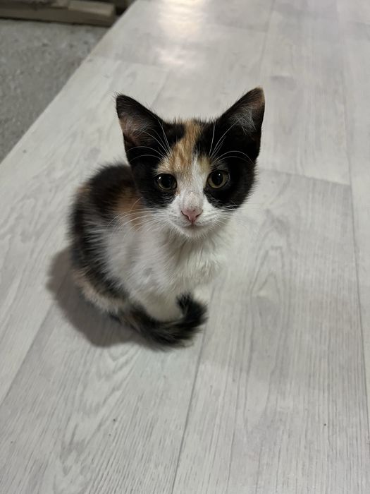 Беспоатно котята