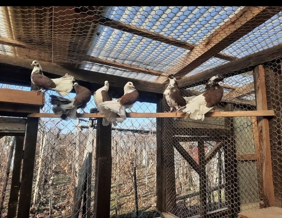 Porumbei de vânzare