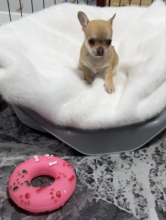 Щенки чихуахуа мальчишки