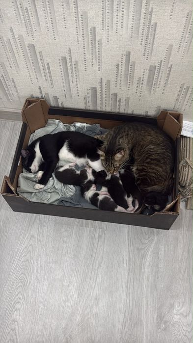 Отдам котят в добрые руки!