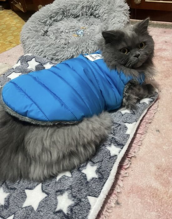 Donez motan-4 ani-British Longhair