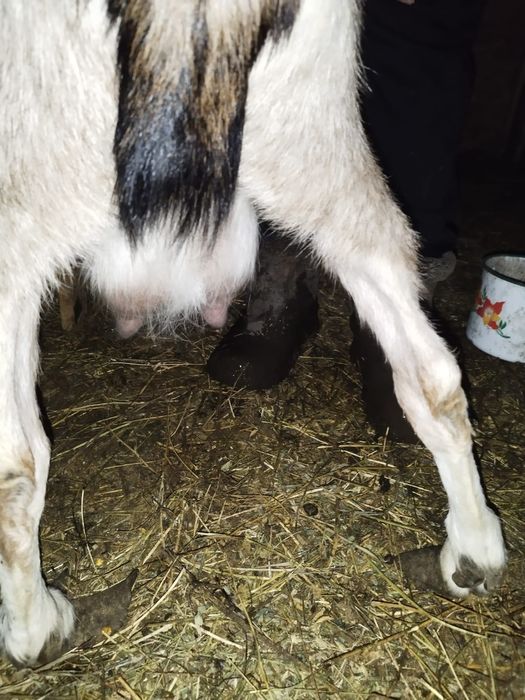 Vand 2capre,           !