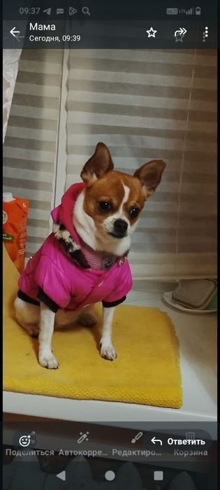 Готовятся к продаже щенки чихуахуа