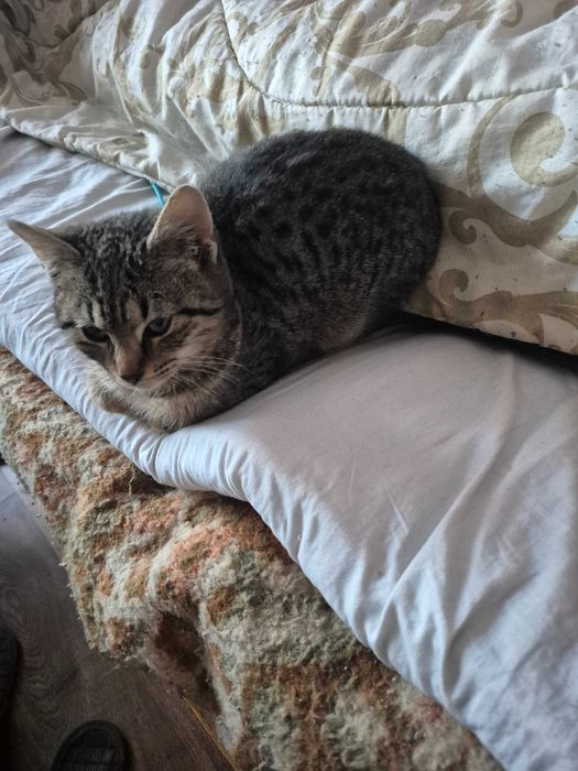 Подарявам котенце