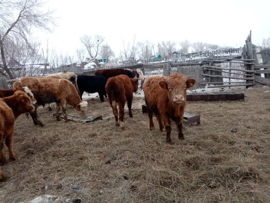 Патсос букалар сатамын