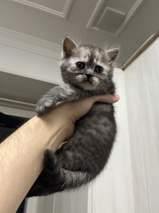 Котята шиншилы хоршый породы