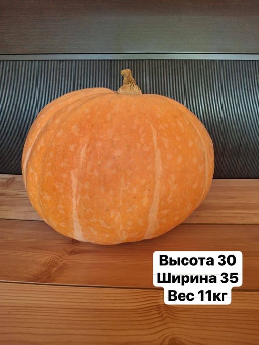 Тыква сортовая