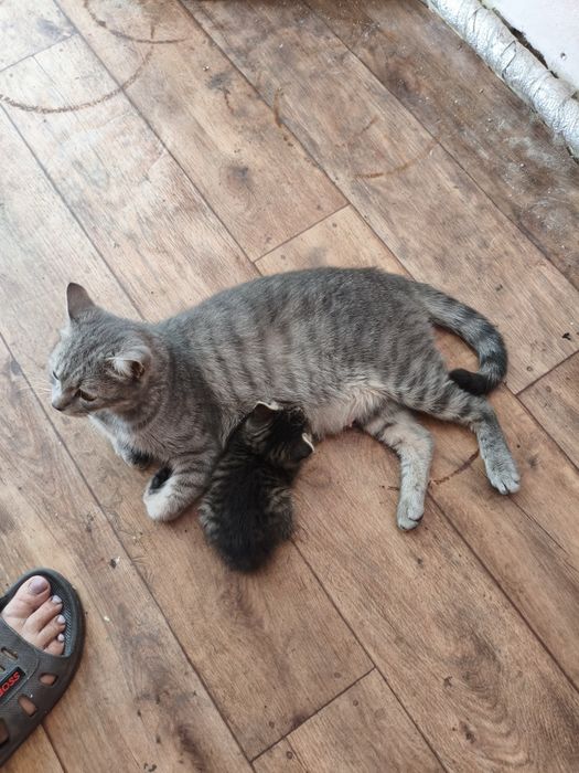 Котята крысоловы