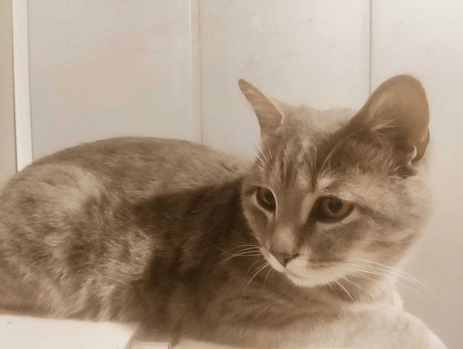 Добрый спокойный серый кот с янтарными глазами в ответственные рук