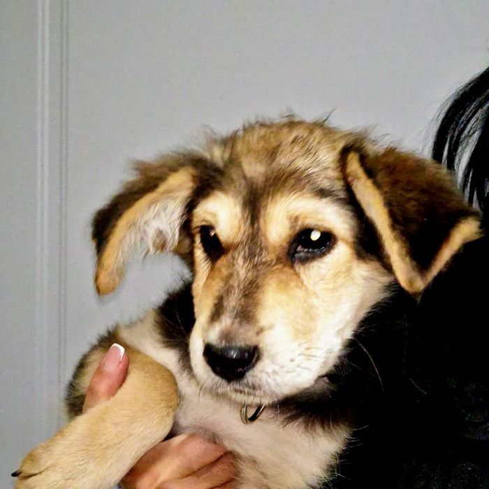 Щенок из приюта Хвостатый Рай