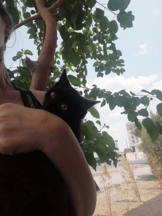 Котята, породистые и простые в добрые руки!