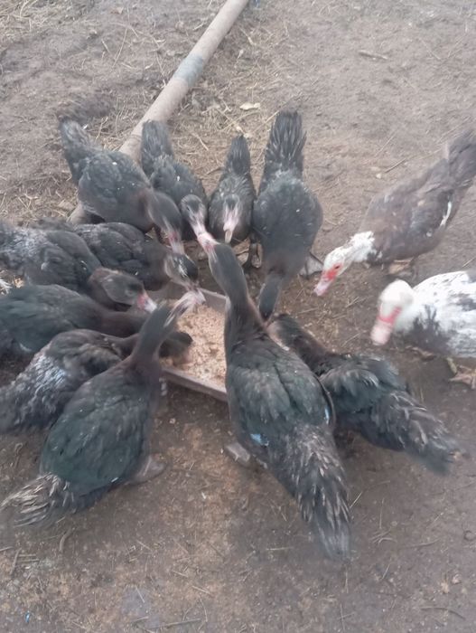 Продаю индоуток !!!молодых