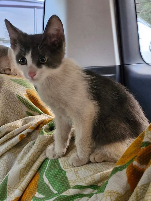 Отдам котят бесплатно