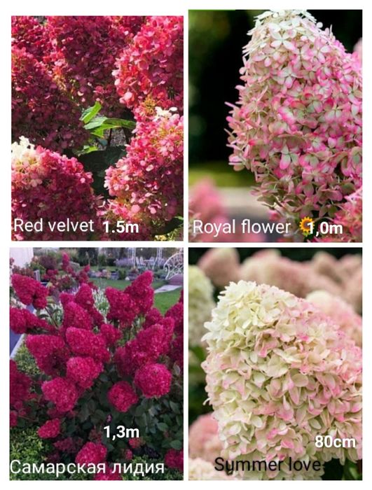 Продажа гортензии