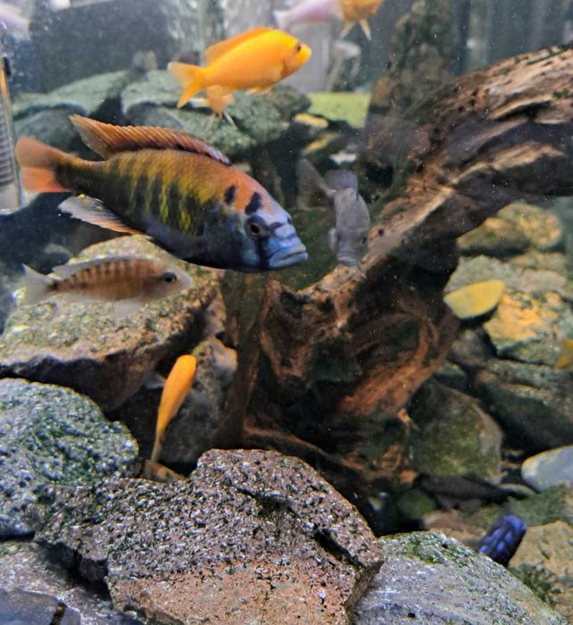 Самцы африканских цихлид