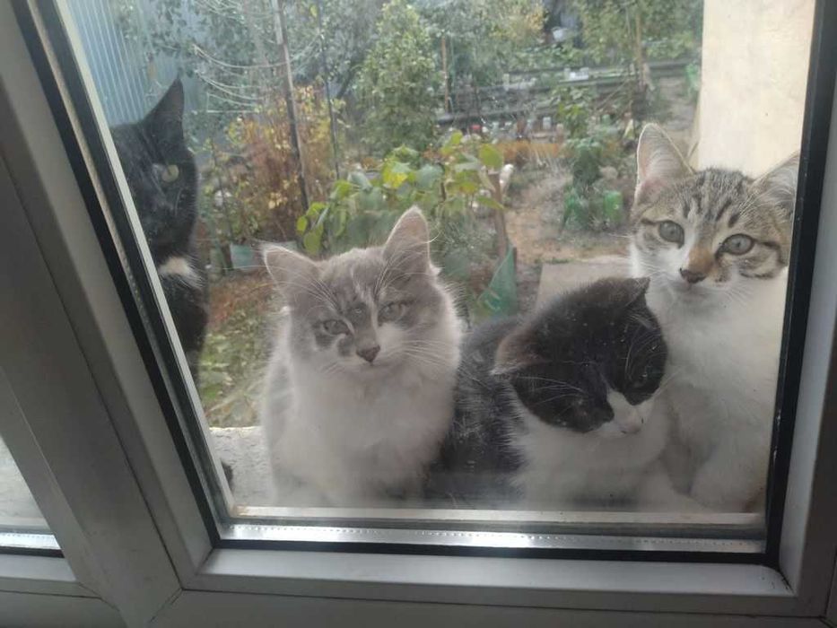 Котята бесплатно