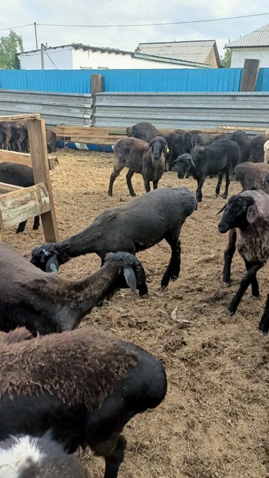 Бараны токтылар жаксы