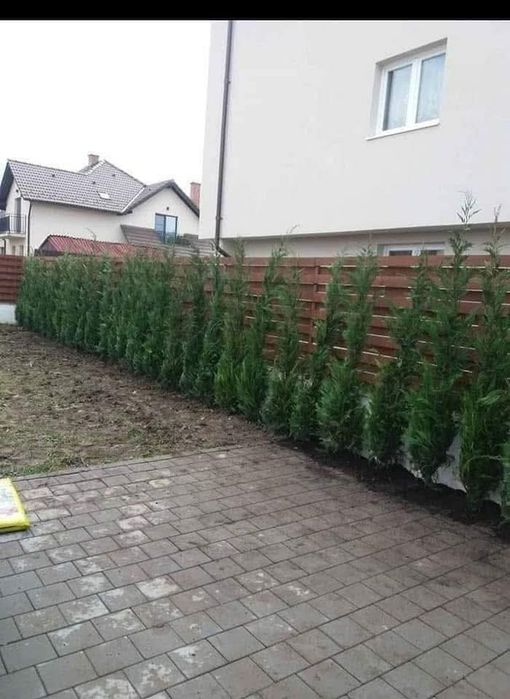 Leylandy cupressocyparis (tuia leylandii)
La o calitate superioara prețul este negociabil 
Livrare gratuita la domiciliu cu mașina personala 
Plata la
