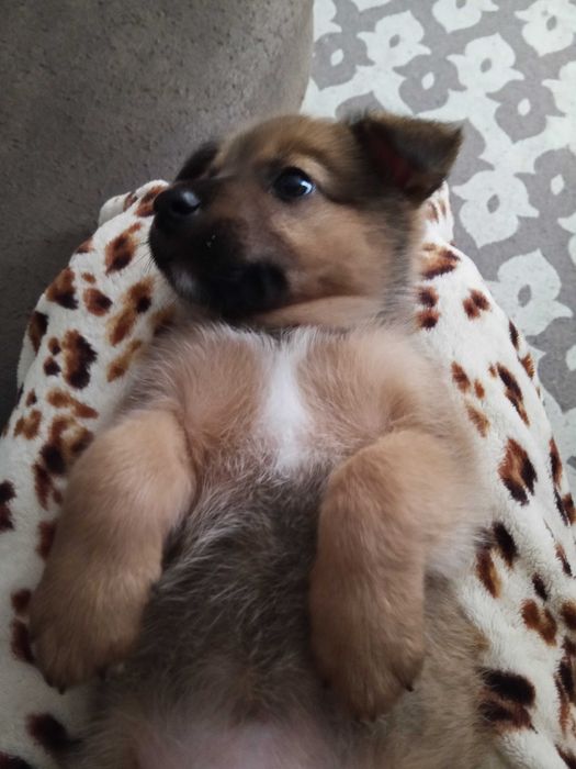 Собачка девочка 2 месяца