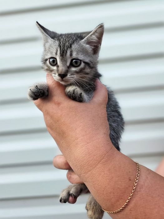 Отдам даром котят!