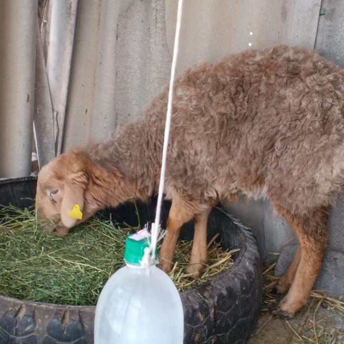 Продам баран приличный ярочка