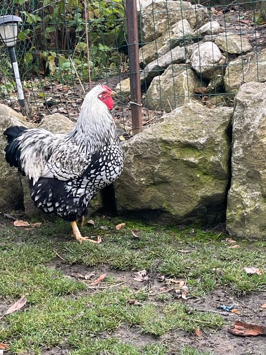 Cocoș Wyandotte tânăr