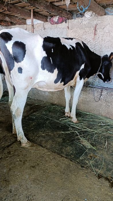 De vînzare două vaci cu lapte