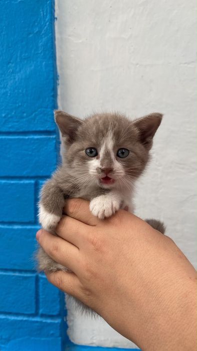 Отдам котят в хорошие руки