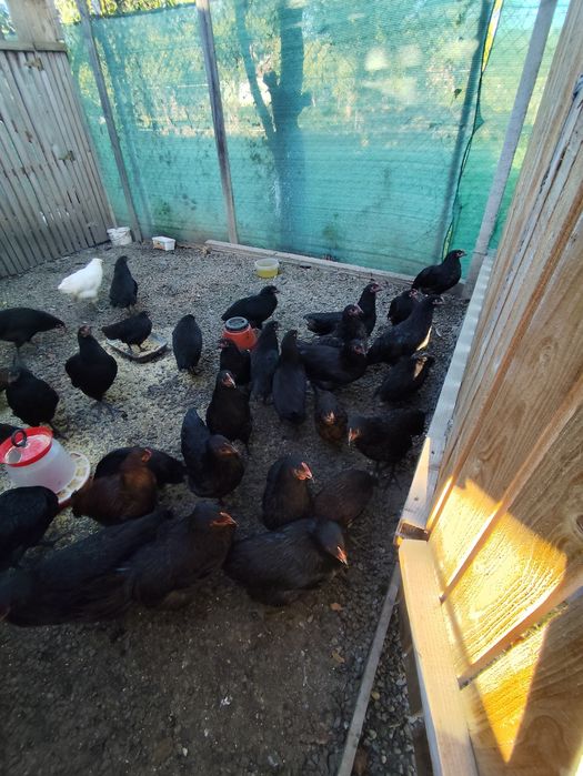 Gaini rasa Australorp si Araucana