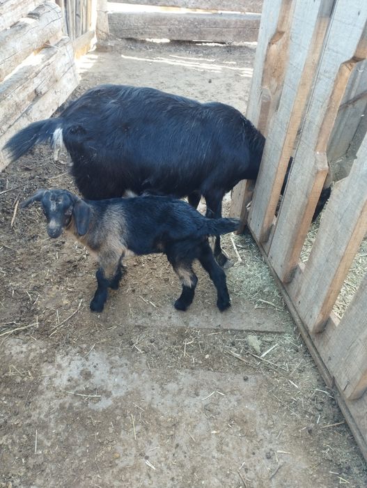 Нуб шыбштар сатылымда