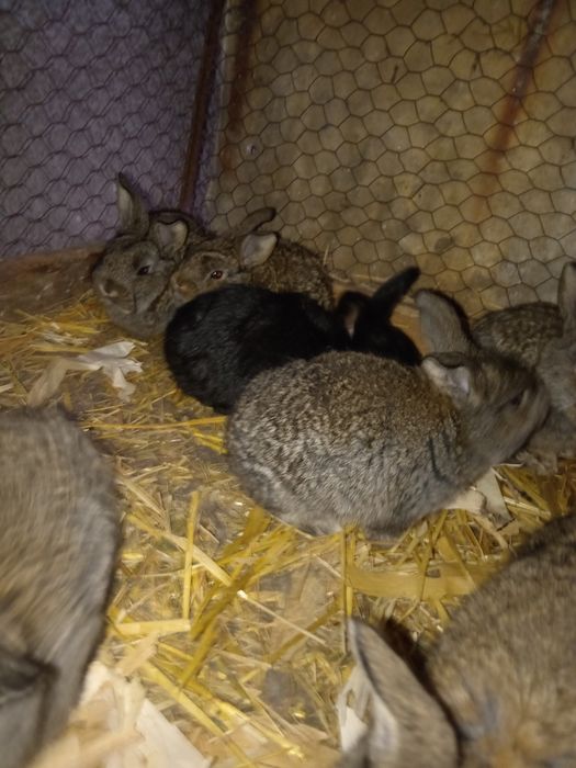 Vând iepurași vârstă 6 saptamani
