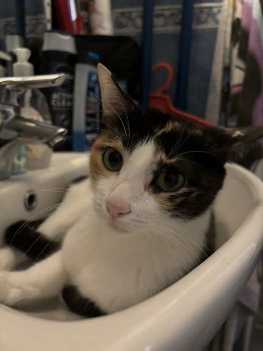 Казвам се Моли и си търся дом!