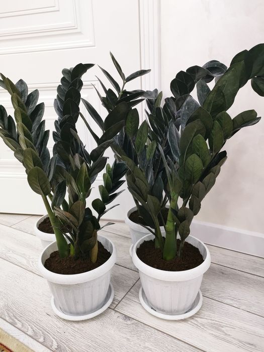 Комнатные цветы, доставка