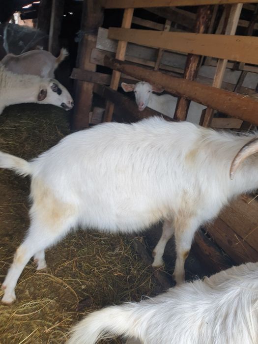 Продава се дебело мъжко яре 140 Е