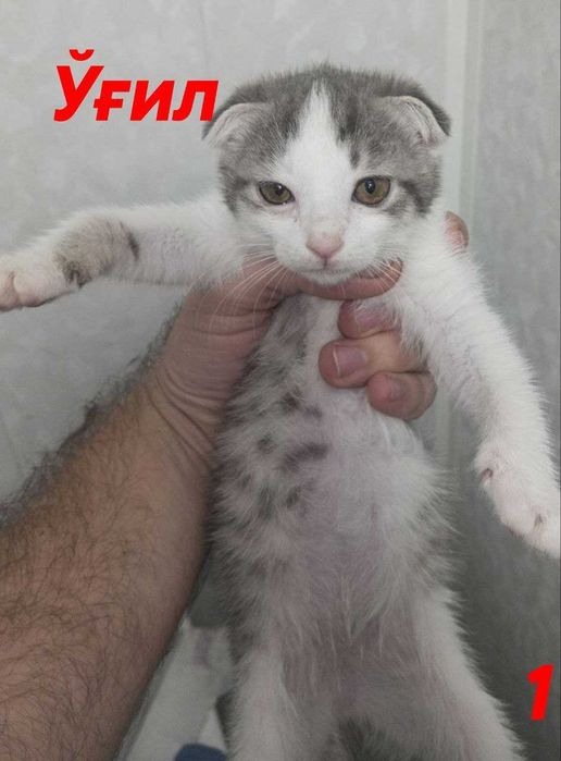 Шотландские вислоухие котята (мальчик и девочка) — 1 месяц