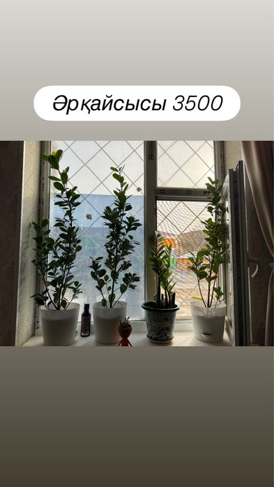 Үй гүлдері сатылады