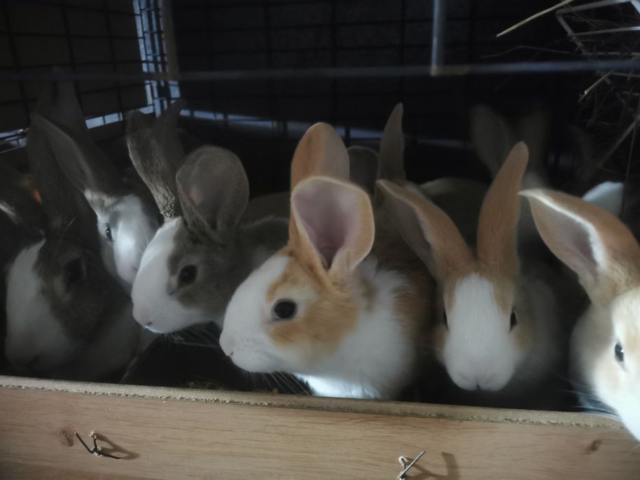 Vand Iepuri Hycole Francez