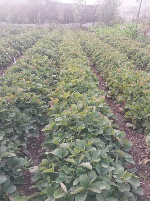 Кусты клубники продам