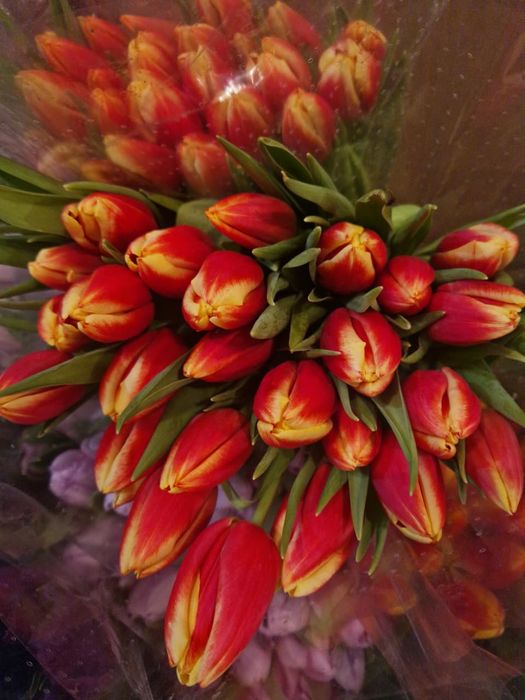 ТЮЛЬПАНЫ 700 ТГ. Доставка.