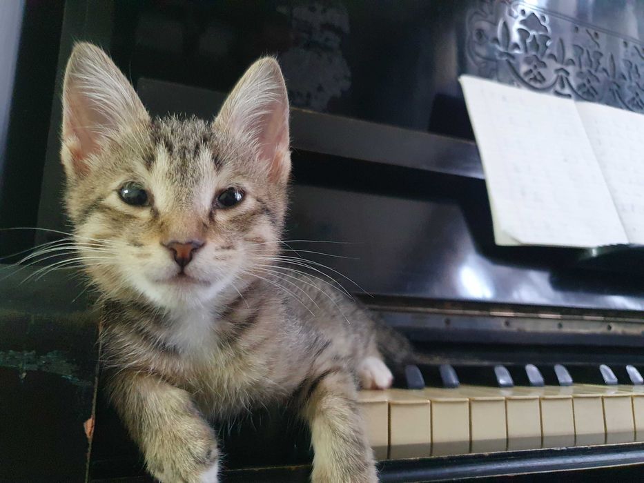 Котенок Отдадим в добрые руки