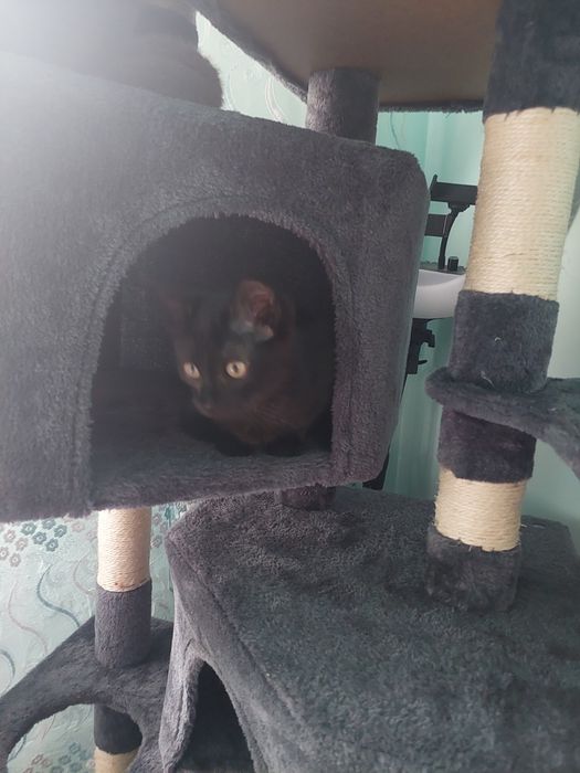 Отдам котёнка в хорошие руки