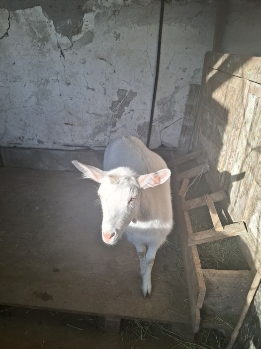 Ешкі занеен сатылады.