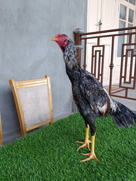 Dakan xoroz sotiladi