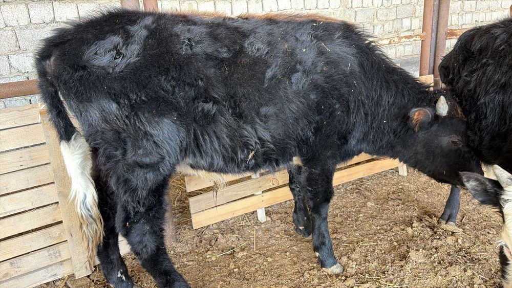 Бұқа екі бас сатылымда