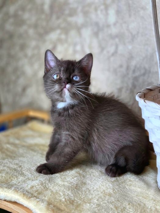 Шикарные золотые шиншиллы