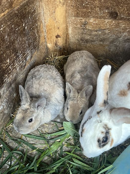 Vand 2 pui de iepuri rex