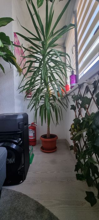 Yucca naturala 2.8 m