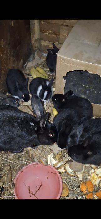 Продаются крольчата